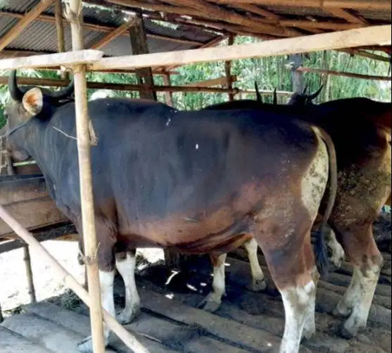 sapi bali superan 325kiloan siap sapi qurban terbaik 2026 rawatan puas