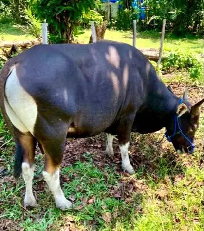 sapi bali superan 300kiloan siap sapi qurban terbaik 2026 rawatan puas