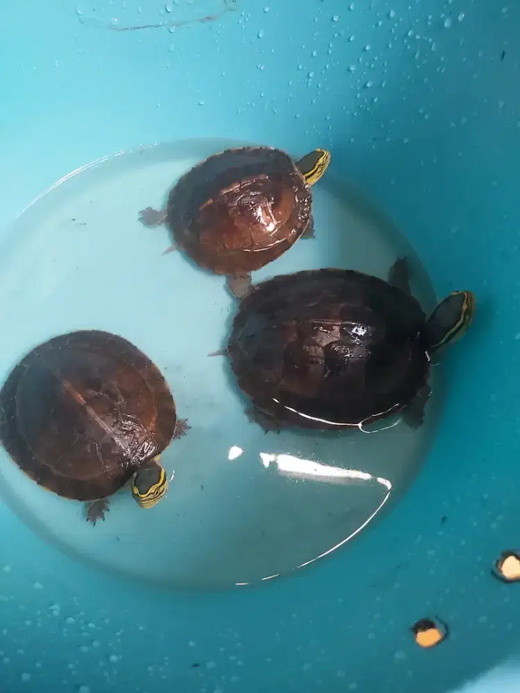 3 Kura kura darat,usia sampai 150 tahun