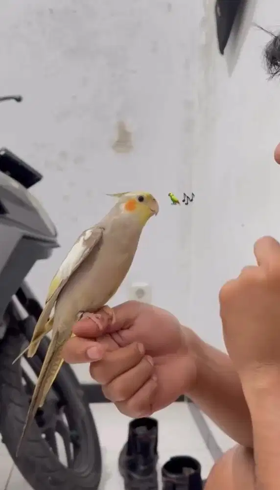 Falk australia jantan