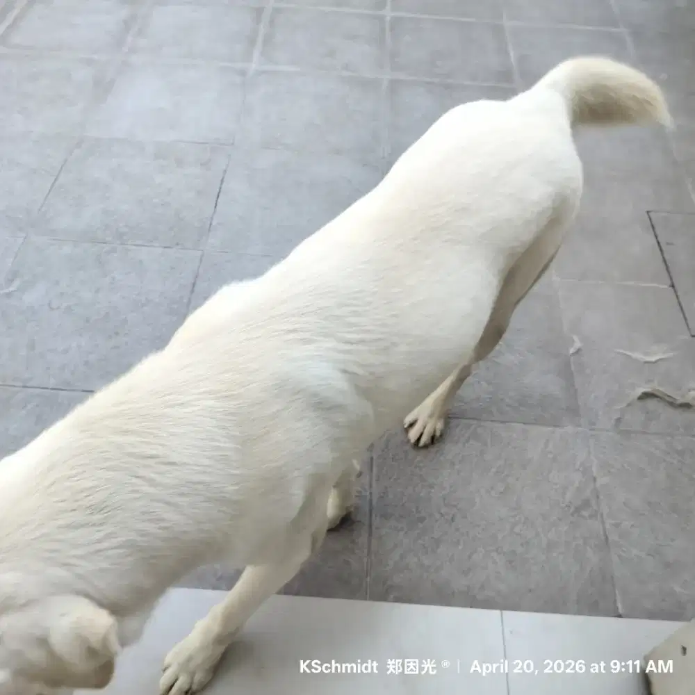 Anjing Labrador putih