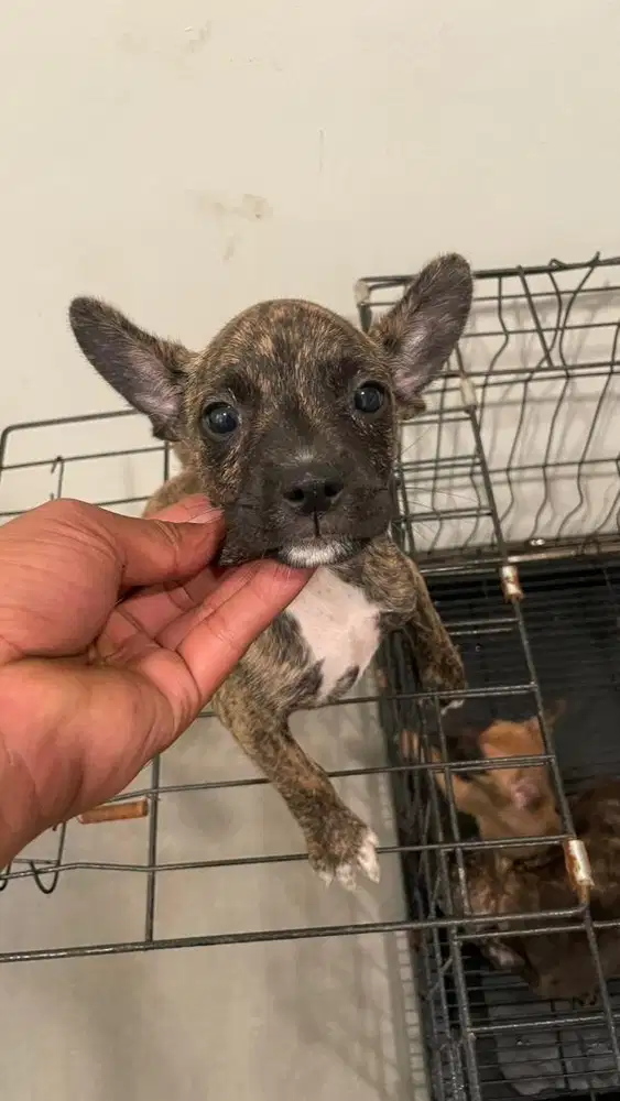 Anjing mix frenchi basenji