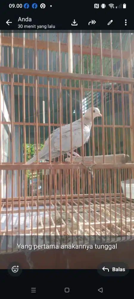 Burung puter PP x puter jambul blorok