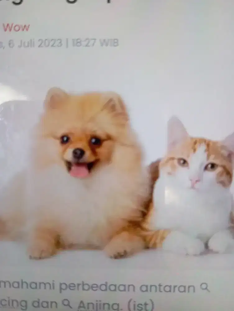 DIBUTUHKAN KASIR WANITA UNTUK TOKO MAKANAN HEWAN