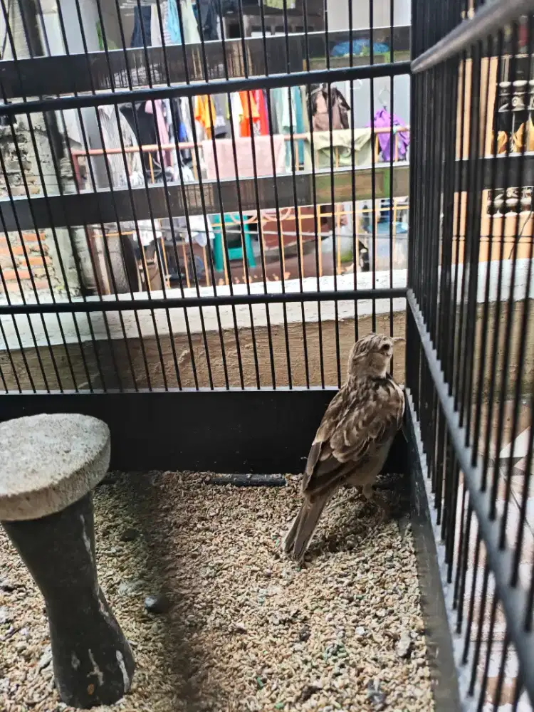 Edisi bosen dol rugi