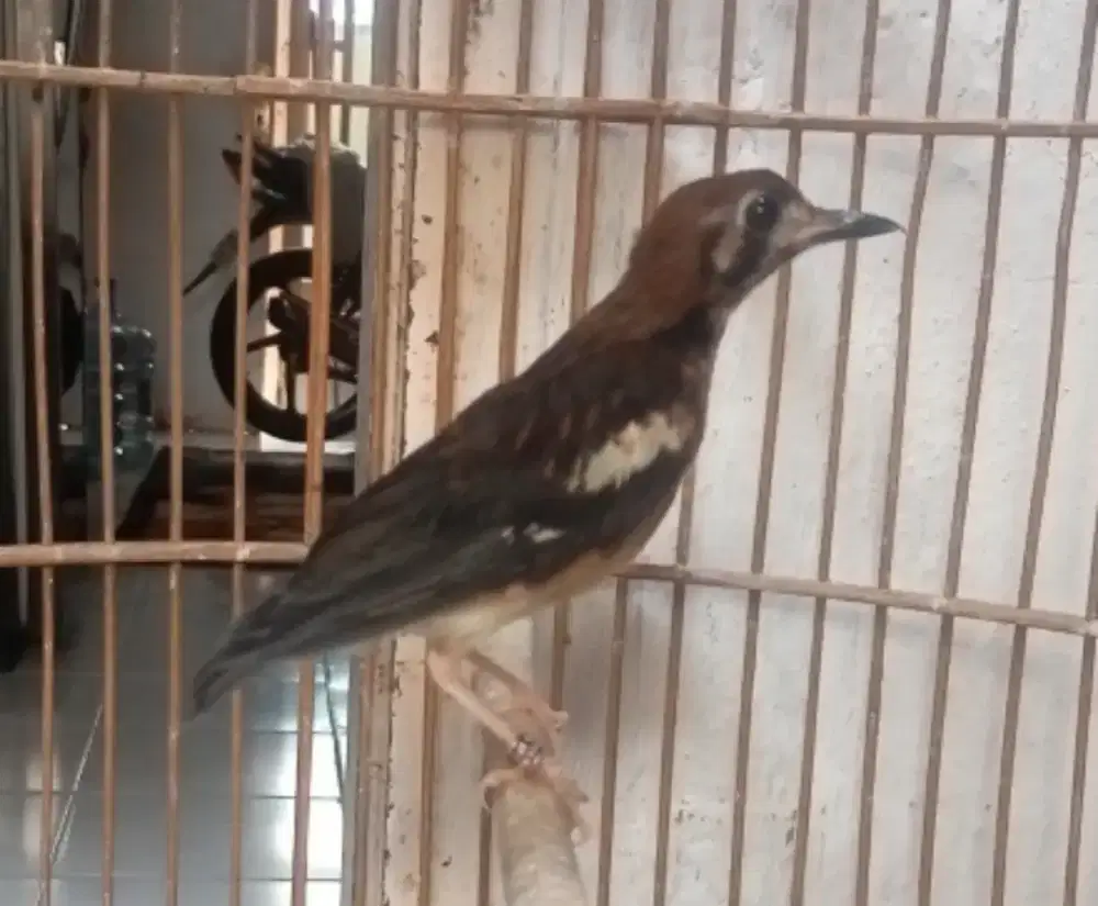 Anis kembang ring jantan gacor plong