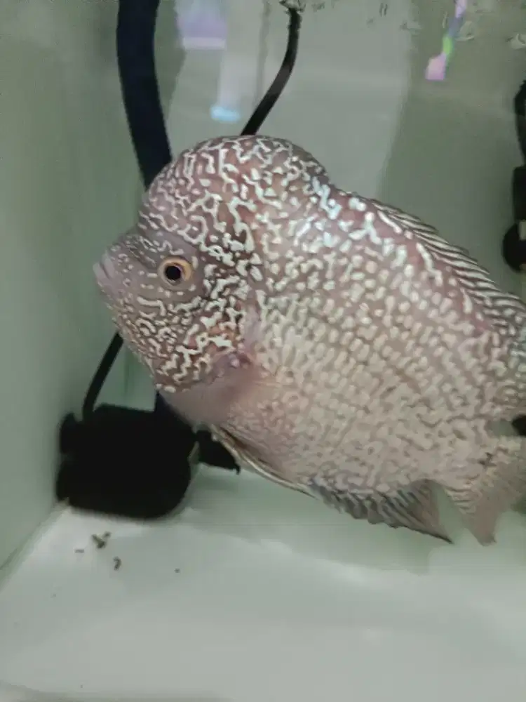 Louhan Kamfa F2 Thailand murah