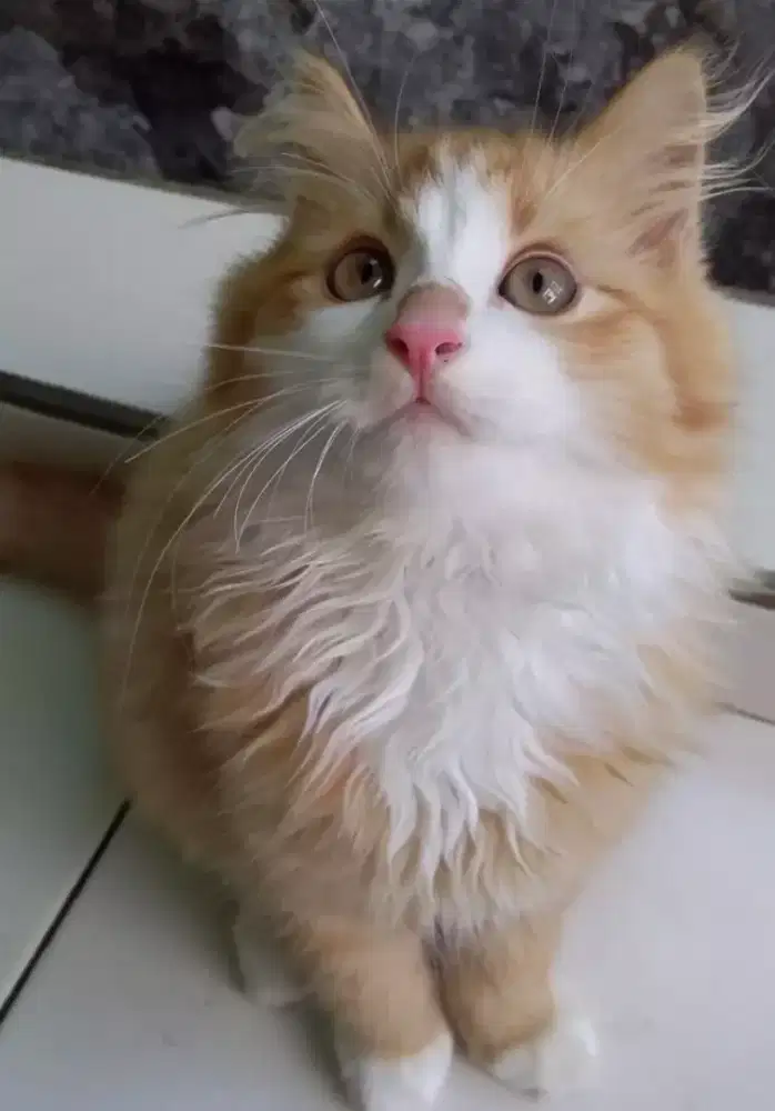 Kitten Persia Jantan