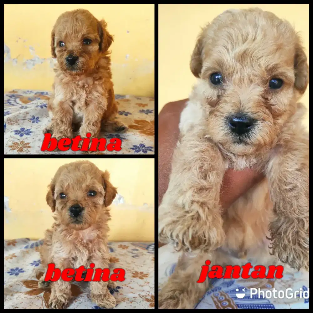 Toy poodle Non stambum