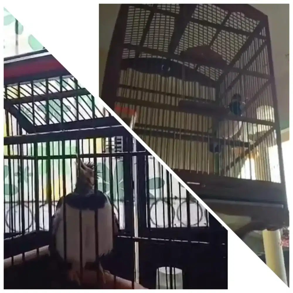 Jual 2 ekor Jalak Suren Gacor murah