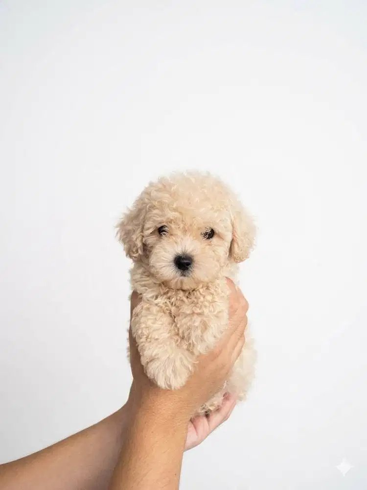 Toy Poodle Surabaya Jantan Light Apricot (Stambum & Vaksin Lengkap)
