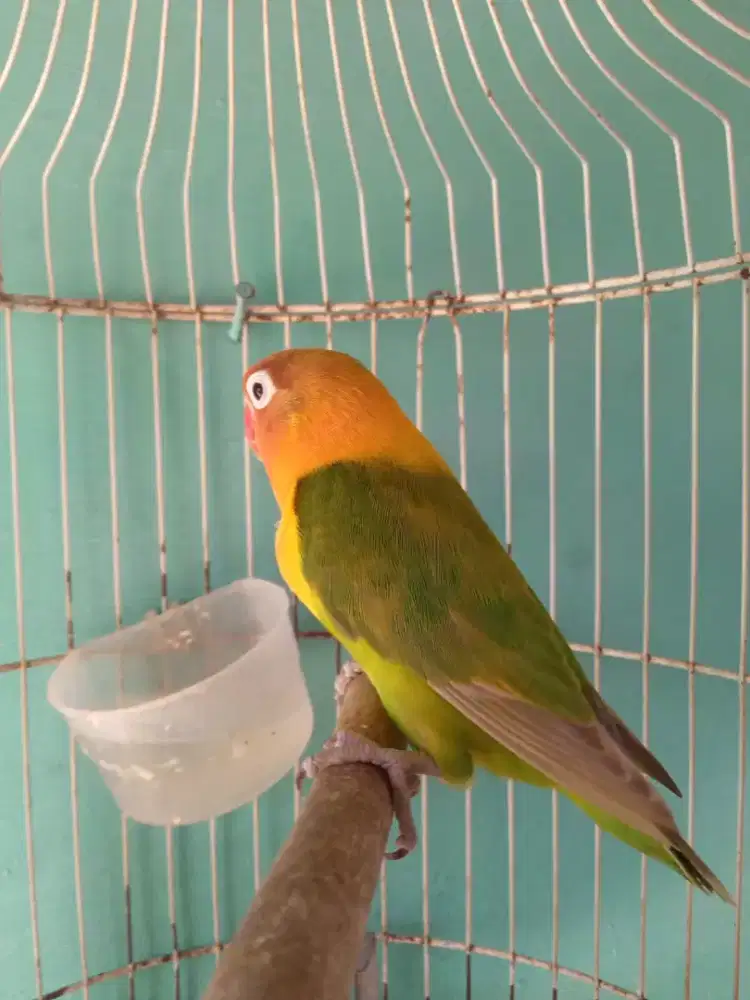 Seekor lovebird betina