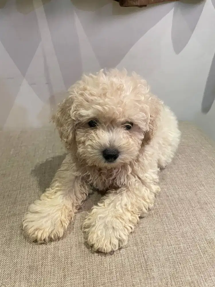 Toy Poodle Surabaya Jantan Light Apricot (Stambum & Vaksin Lengkap)