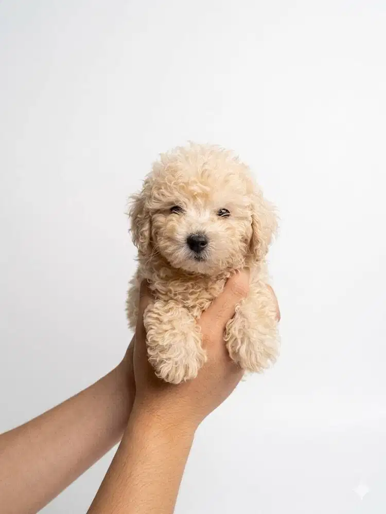 Toy Poodle Surabaya Jantan Light Apricot (Stambum & Vaksin Lengkap)