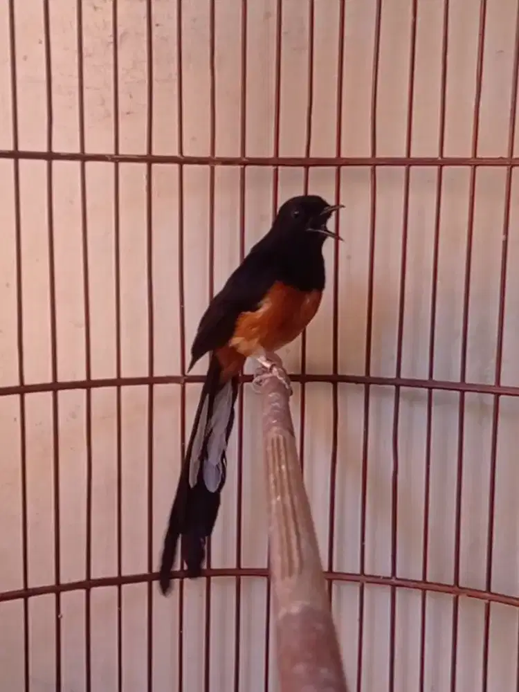 murai batu dewasa dor