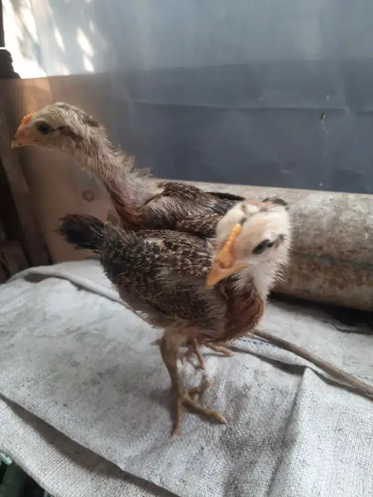 PELUNG ANAKAN UMUR SEBULAN RANDOM STOK 5 EKOR