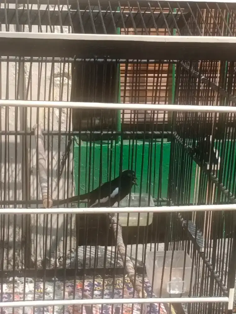 Kacer jabar ori gacor