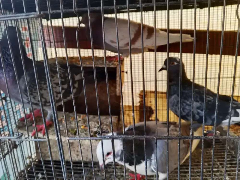 Burung dara 4 bujangan