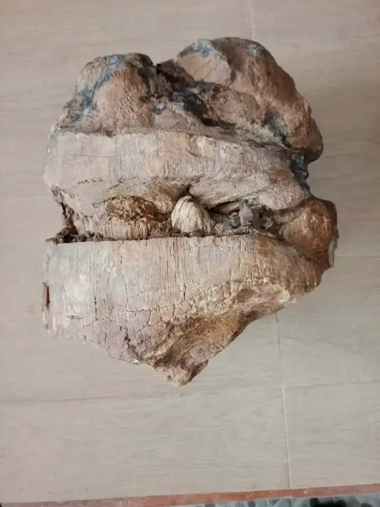 fosil antik mirip batu