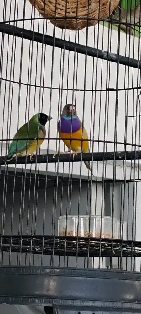 Burung Gould amadin siapan