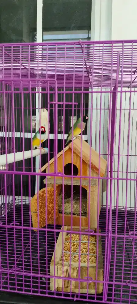 Burung Gould amadin siap ternk