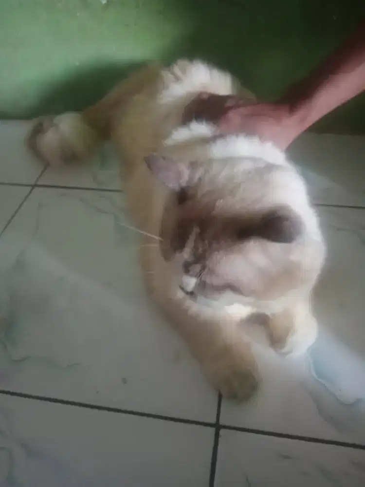 Kucing anggora dh jinak