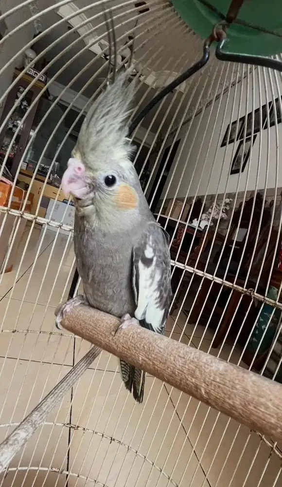 Dijual burung falk pearl grey jinak