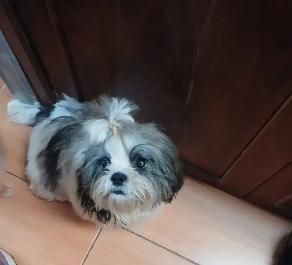 Anjing shihtzu jantan betina