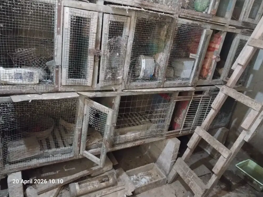 Dijual kandang jumbo dari baja ringan utk burung merpati kicau puter