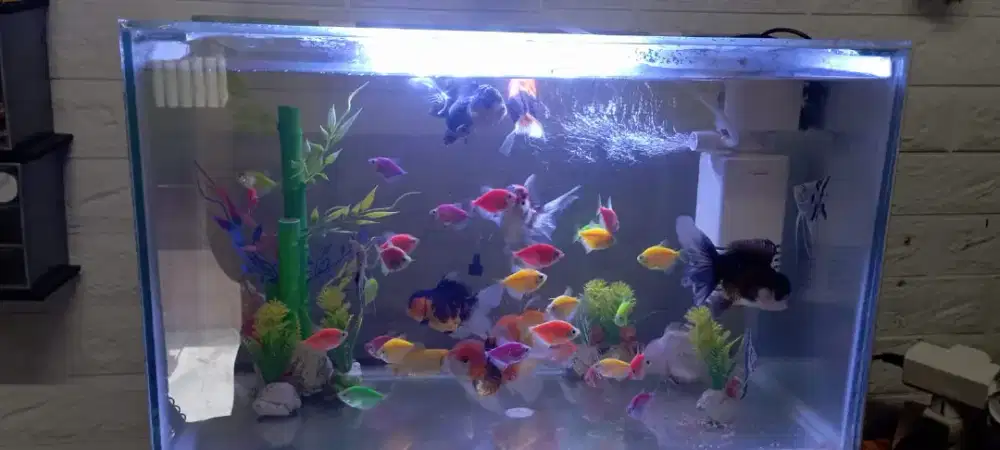 Aquarium fullset