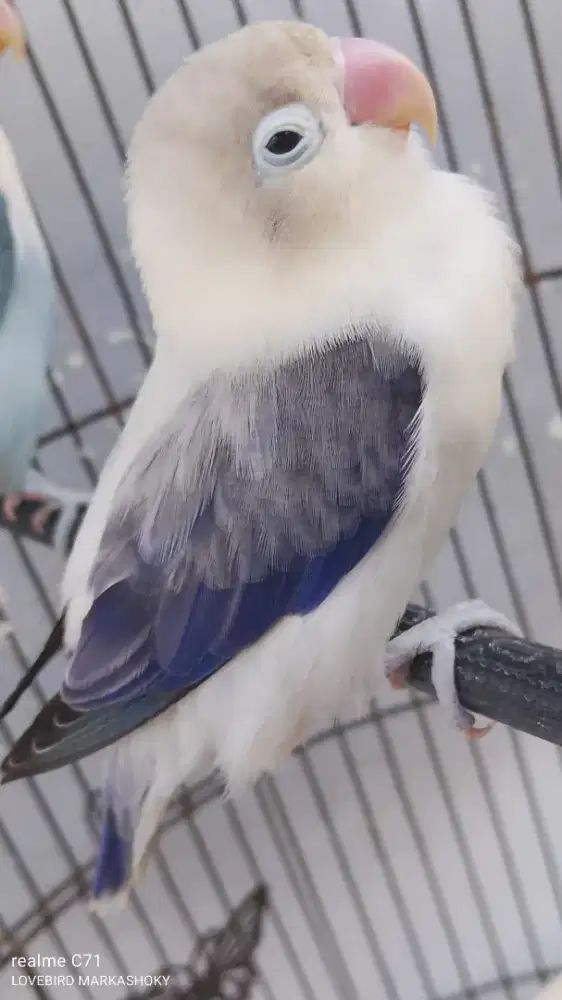 BIO Ewing vio betina