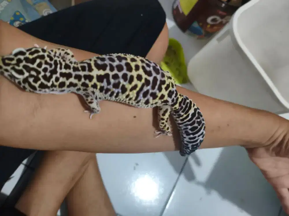 Gecko betina dewasa