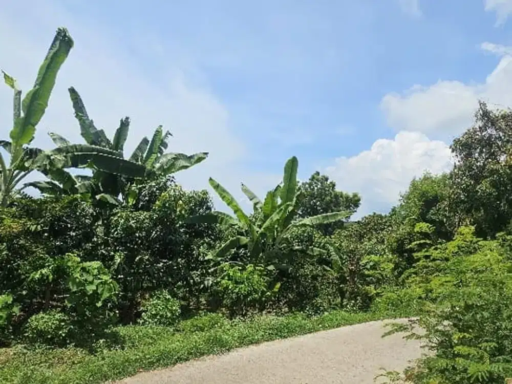 in the hill view ocean very cheap