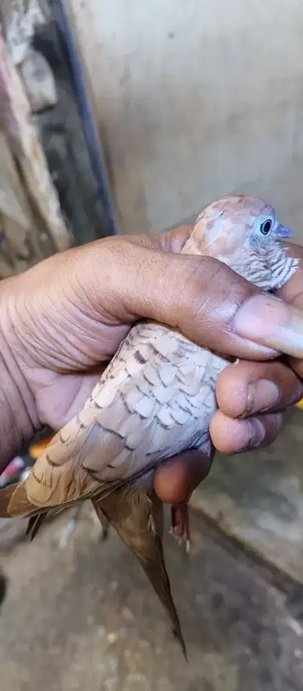 Perkutut udan mas/cream mojopahit