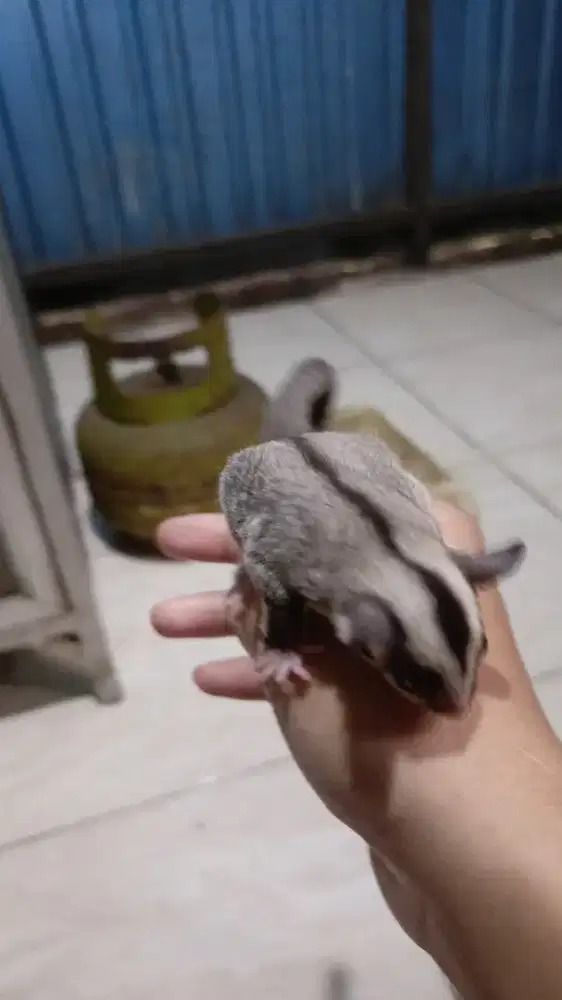Sugar glider buatt peliharaan