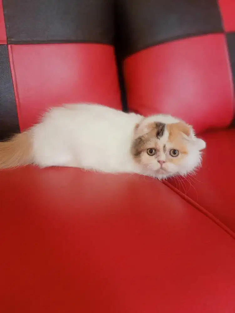 scottish fold betina indukan
