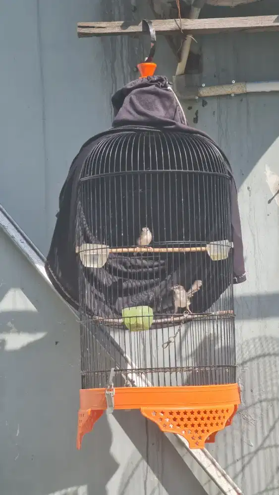 Ciblek kristal Sepasang Produksian dan Pastolan Murah Cikarang