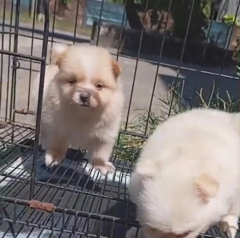 Minipom jantan dan betina