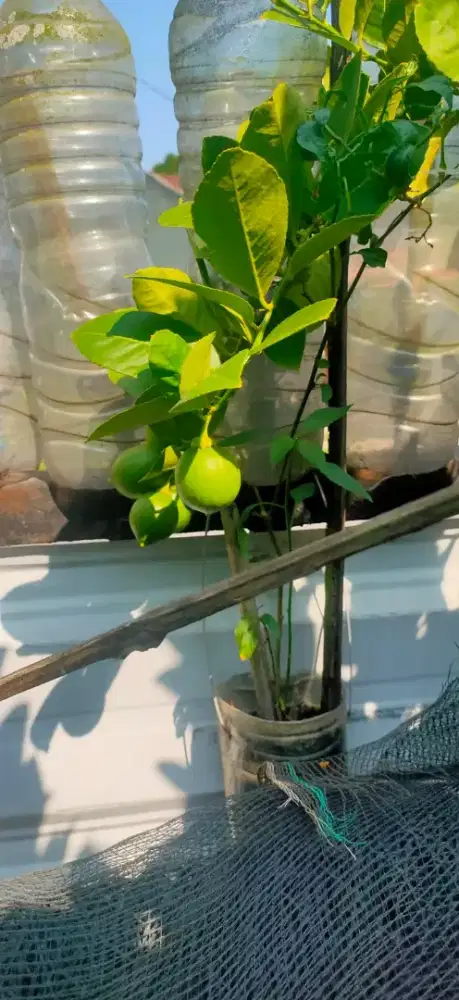 Bibit Jeruk Lemon Lokal