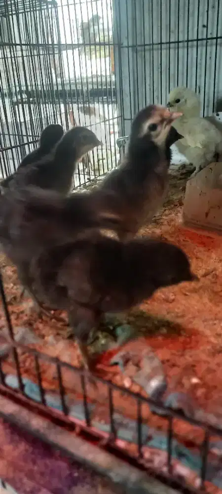 Anak ayam mgb.5ekor ..induk terlampir