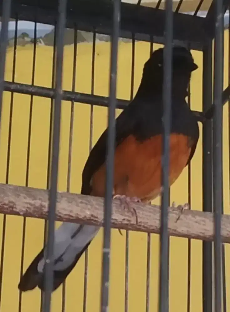 Murai batu usia 6bulan+ pe 16+real