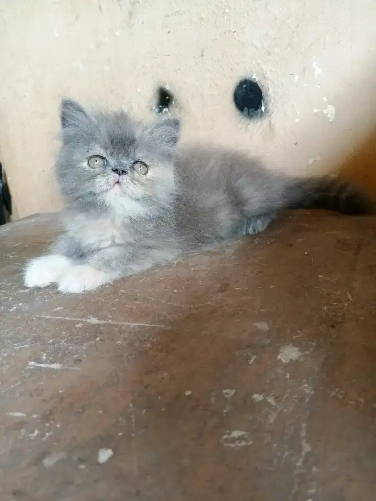 KITTEN PEAKNOSE BETINA