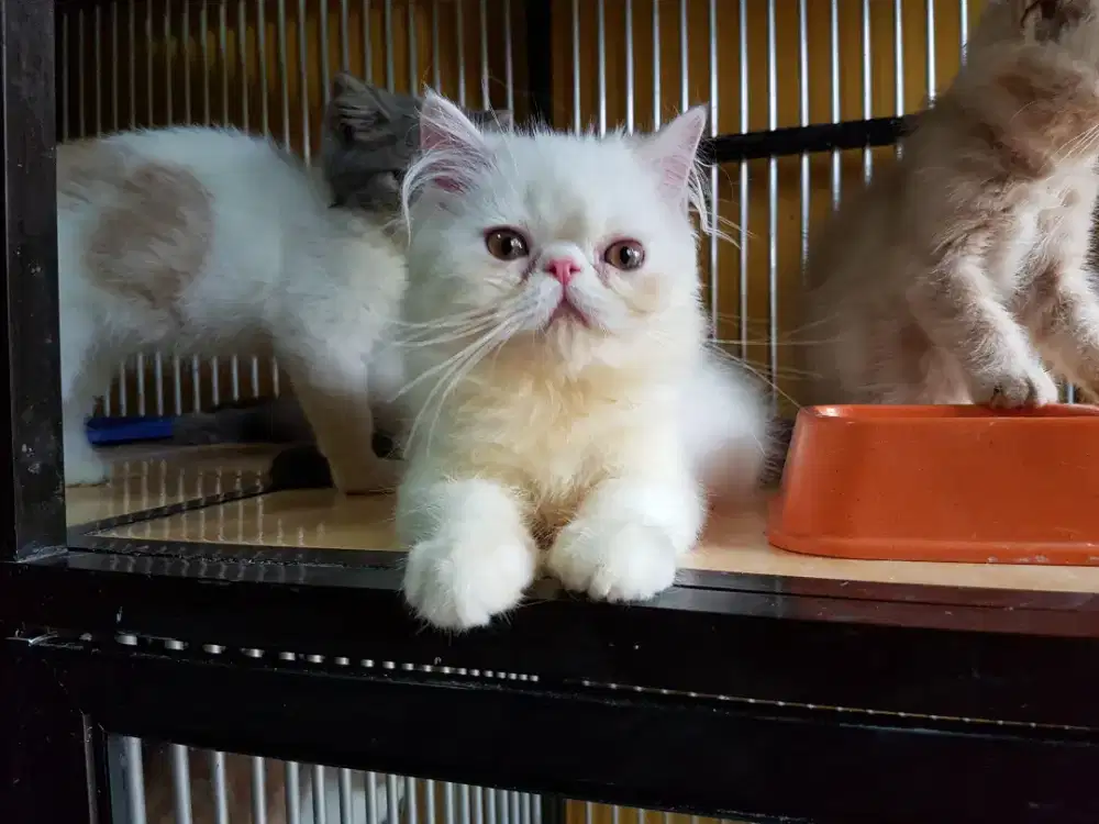 Penitipan hotel kucing