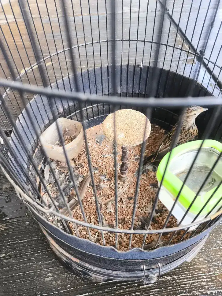 Branjangan Sanma Lagi Mabung Murmer