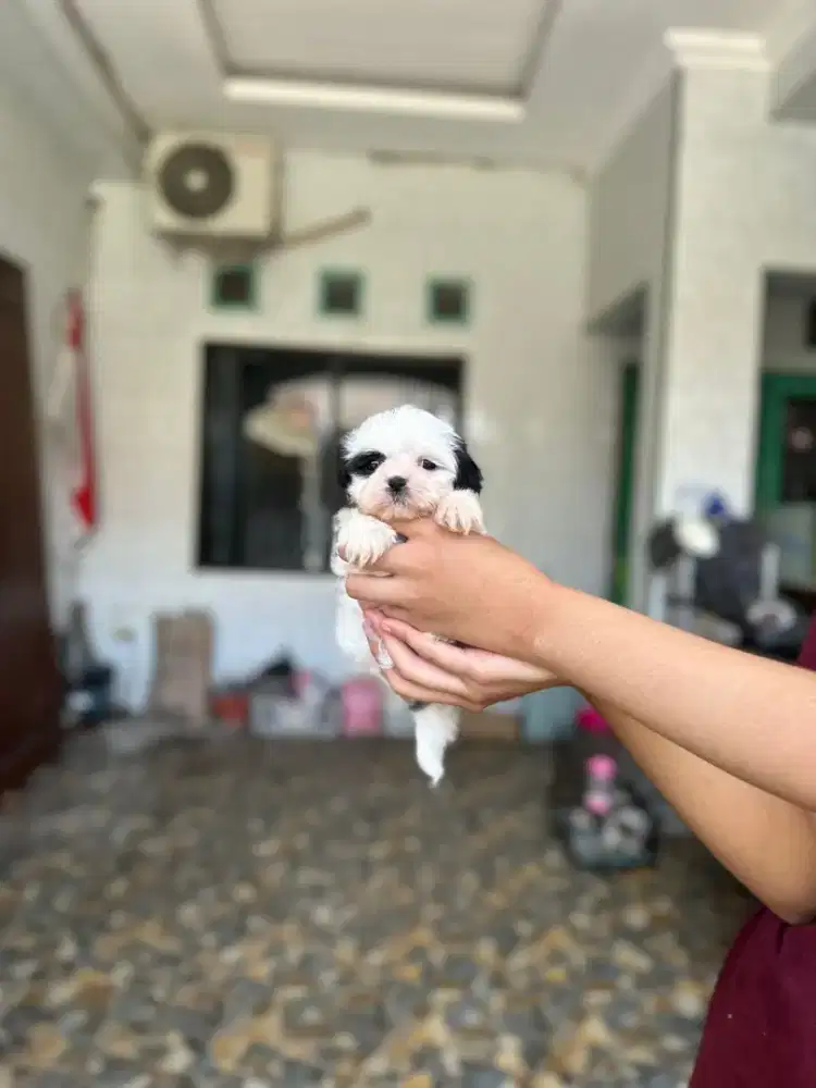 Shihtzu female non surat
