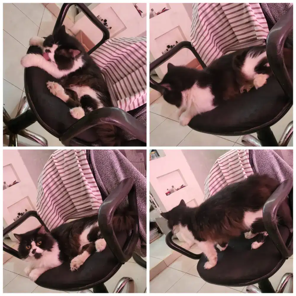 Kucing Persia Flatnose Jantan