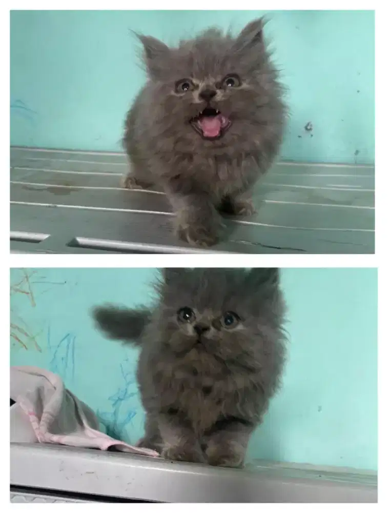 Kucing kiten British Munchkin longhair Malle bluesolid