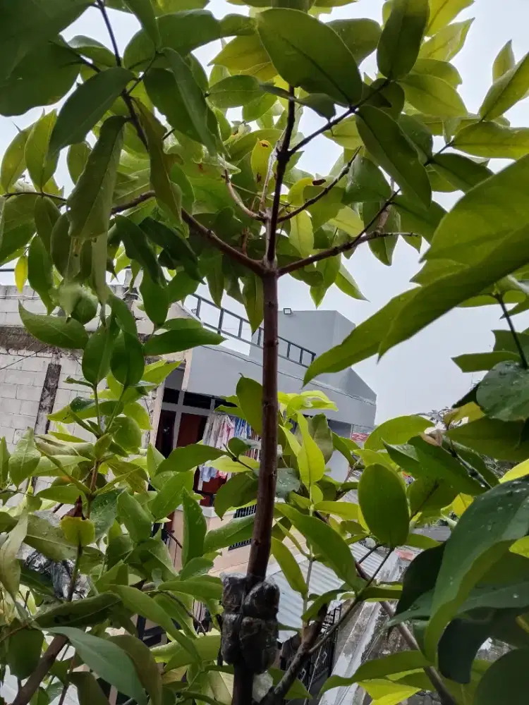 Di jual cangkokan jambu air kombinasi, 6 varian/ jenis jambu dlm 1 btg