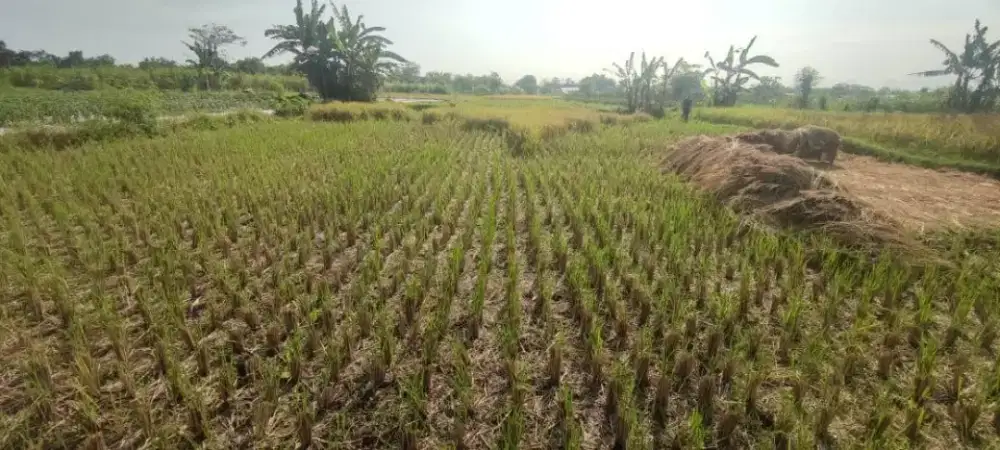 Dijual Tanah di Sewon Bantul