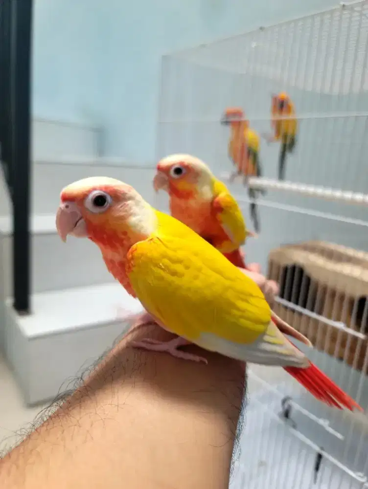 Sun Cheek Conure Red Factor Prediksi Sepasang
